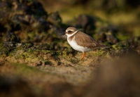 Kulik pisecny - Charadrius hiaticula - Common Ringed Plover o9380